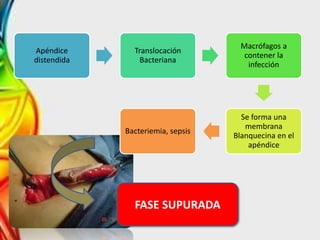 Apéndice
distendida
Translocación
Bacteriana
Macrófagos a
contener la
infección
Se forma una
membrana
Blanquecina en el
apéndice
Bacteriemia, sepsis
FASE SUPURADA
 