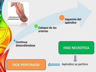 Continua
distendiéndose
Colapso de las
arterias
Isquemia del
apéndice
FASE NECROTICA
FASE PERFORADA Apéndice se perfora
 