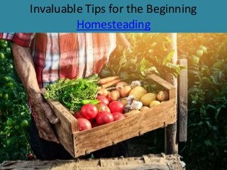 Invaluable Tips for the Beginning
Homesteading
 