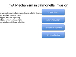 Inva Panel bacterial invasion gene - invA molecular mechanism | PPTX