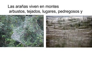 Las arañas viven en montes
 arbustos, tejados, lugares, pedregosos y
 ramas.
 