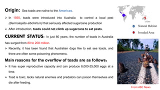 Origin: Sea toads are native to the Americas.
 In 1935, toads were introduced into Australia to control a local pest
(Dermolepida albohirtum) that seriously affected sugarcane production
 After introduction, toads could not climb up sugarcane to eat pests.
CURRENT STATUS: In just 80 years, the number of toads in Australia
has surged from 80 to 200 million.
 Recently, it has been found that Australian dogs like to eat sea toads, and
there are often some poisoning phenomena.
Main reasons for the overflow of toads are as follows：
 It has super reproductive capacity and can produce 8,000-25,000 eggs at a
time.
 Toad is toxic, lacks natural enemies and predators can poison themselves and
die after feeding.
Natural Habitat
Invaded Area
From ABC News
 