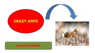 INVASIVE SPECIES
CRAZY ANTS
 