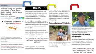  Introduced accidentally to
Northern AUSTRALIA
 