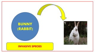 BUNNY
(RABBIT)
INVASIVE SPECIES
 