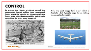 CONTROL
To prevent the rabbits' westward spread, the
government finished building three rabbit-proof
fences across the state in 1907. Unfortunately the
fences were a flop because rabbits had already
moved into the areas being fenced off.
Now we can’t image how many rabbit in
Australia . But Australia begin to use military
measures to slay rabbit.
 