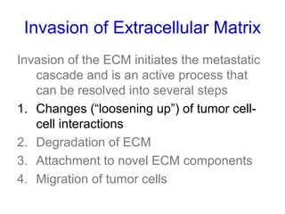 Invasion of Extracellular Matrix
Invasion of the ECM initiates the metastatic
cascade and is an active process that
can be resolved into several steps
1. Changes (“loosening up”) of tumor cell-
cell interactions
2. Degradation of ECM
3. Attachment to novel ECM components
4. Migration of tumor cells
 