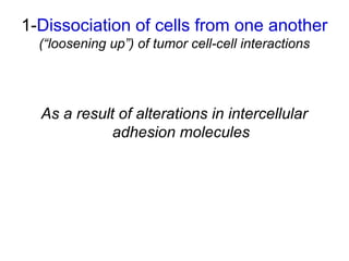 1-Dissociation of cells from one another
(“loosening up”) of tumor cell-cell interactions
As a result of alterations in intercellular
adhesion molecules
 