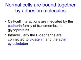 Normal cells are bound together
by adhesion molecules
• Cell-cell interactions are mediated by the
cadherin family of transmembrane
glycoproteins
• Intracellularly the E-cadherins are
connected to β-catenin and the actin
cytoskeleton
 