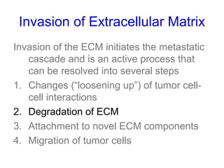 Invasion of Extracellular Matrix
Invasion of the ECM initiates the metastatic
cascade and is an active process that
can be resolved into several steps
1. Changes (“loosening up”) of tumor cell-
cell interactions
2. Degradation of ECM
3. Attachment to novel ECM components
4. Migration of tumor cells
 