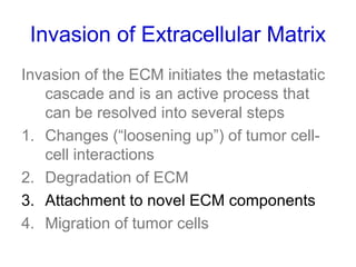 Invasion of Extracellular Matrix
Invasion of the ECM initiates the metastatic
cascade and is an active process that
can be resolved into several steps
1. Changes (“loosening up”) of tumor cell-
cell interactions
2. Degradation of ECM
3. Attachment to novel ECM components
4. Migration of tumor cells
 