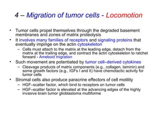 4 – Migration of tumor cells - Locomotion
• Tumor cells propel themselves through the degraded basement
membranes and zones of matrix proteolysis
• It involves many families of receptors and signaling proteins that
eventually impinge on the actin cytoskeleton
– Cells must attach to the matrix at the leading edge, detach from the
matrix at the trailing edge, and contract the actin cytoskeleton to ratchet
forward - Ameboid migration
• Such movement are potentiated by tumor cell–derived cytokines
– Cleavage products of matrix components (e.g., collagen, laminin) and
some growth factors (e.g., IGFs I and II) have chemotactic activity for
tumor cells
• Stromal cells also produce paracrine effectors of cell motility
– HGF–scatter factor, which bind to receptors on tumor cells
– HGF–scatter factor is elevated at the advancing edges of the highly
invasive brain tumor glioblastoma multiforme
 