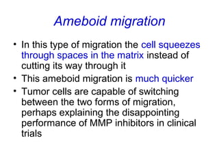 Ameboid migration
• In this type of migration the cell squeezes
through spaces in the matrix instead of
cutting its way through it
• This ameboid migration is much quicker
• Tumor cells are capable of switching
between the two forms of migration,
perhaps explaining the disappointing
performance of MMP inhibitors in clinical
trials
 