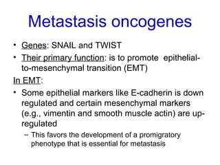 Metastasis oncogenes
• Genes: SNAIL and TWIST
• Their primary function: is to promote epithelial-
to-mesenchymal transition (EMT)
In EMT:
• Some epithelial markers like E-cadherin is down
regulated and certain mesenchymal markers
(e.g., vimentin and smooth muscle actin) are up-
regulated
– This favors the development of a promigratory
phenotype that is essential for metastasis
 