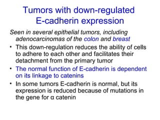 Tumors with down-regulated
E-cadherin expression
Seen in several epithelial tumors, including
adenocarcinomas of the colon and breast
• This down-regulation reduces the ability of cells
to adhere to each other and facilitates their
detachment from the primary tumor
• The normal function of E-cadherin is dependent
on its linkage to catenins
• In some tumors E-cadherin is normal, but its
expression is reduced because of mutations in
the gene for α catenin
 