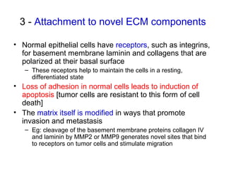 3 - Attachment to novel ECM components
• Normal epithelial cells have receptors, such as integrins,
for basement membrane laminin and collagens that are
polarized at their basal surface
– These receptors help to maintain the cells in a resting,
differentiated state
• Loss of adhesion in normal cells leads to induction of
apoptosis [tumor cells are resistant to this form of cell
death]
• The matrix itself is modified in ways that promote
invasion and metastasis
– Eg: cleavage of the basement membrane proteins collagen IV
and laminin by MMP2 or MMP9 generates novel sites that bind
to receptors on tumor cells and stimulate migration
 