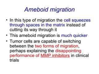 Ameboid migration
• In this type of migration the cell squeezes
through spaces in the matrix instead of
cutting its way through it
• This ameboid migration is much quicker
• Tumor cells are capable of switching
between the two forms of migration,
perhaps explaining the disappointing
performance of MMP inhibitors in clinical
trials
 