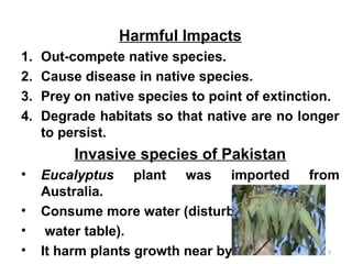 Harmful Impacts
1.
2.
3.
4.

Out-compete native species.
Cause disease in native species.
Prey on native species to point of extinction.
Degrade habitats so that native are no longer
to persist.

Invasive species of Pakistan
•
•
•
•

Eucalyptus plant was imported
Australia.
Consume more water (disturbed
water table).
It harm plants growth near by.

from

3

 