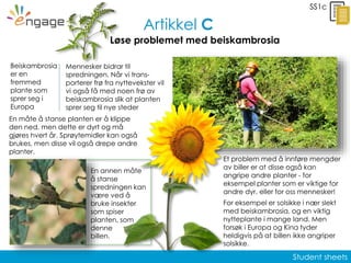 Student sheets
SS1c
Beiskambrosia
er en
fremmed
plante som
sprer seg i
Europa
Mennesker bidrar til
spredningen. Når vi trans-
porterer frø fra nyttevekster vil
vi også få med noen frø av
beiskambrosia slik at planten
sprer seg til nye steder
Et problem med å innføre mengder
av biller er at disse også kan
angripe andre planter - for
eksempel planter som er viktige for
andre dyr, eller for oss mennesker!
For eksempel er solsikke i nær slekt
med beiskambrosia, og en viktig
nytteplante i mange land. Men
forsøk i Europa og Kina tyder
heldigvis på at billen ikke angriper
solsikke.
En måte å stanse planten er å klippe
den ned, men dette er dyrt og må
gjøres hvert år. Sprøytemidler kan også
brukes, men disse vil også drepe andre
planter.
En annen måte
å stanse
spredningen kan
være ved å
bruke insekter
som spiser
planten, som
denne
billen.
Artikkel C
Løse problemet med beiskambrosia
 