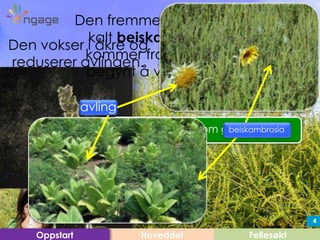 4
Den fremmede er en plante
kalt beiskambrosia. Den
kommer fra USA men har
begynt å vokse i Europa.
Hoveddel FellesøktOppstart
4
Den har pollen som gir allergi.
Den vokser i åkre og
reduserer avlingen.
beiskambrosia
avling
 