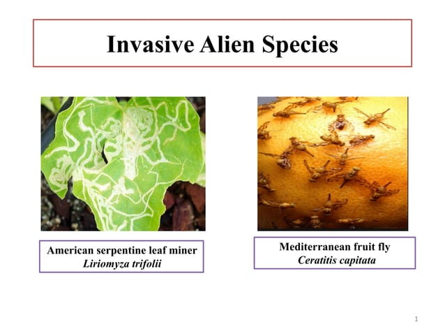 Invasive alien species | PDF