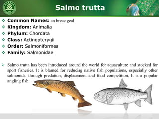Salmo trutta
 Common Names: an breac geal
 Kingdom: Animalia
 Phylum: Chordata
 Class: Actinopterygii
 Order: Salmoniformes
 Family: Salmonidae
 Salmo trutta has been introduced around the world for aquaculture and stocked for
sport fisheries. It is blamed for reducing native fish populations, especially other
salmonids, through predation, displacement and food competition. It is a popular
angling fish.
 