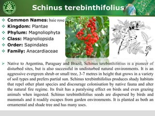 Schinus terebinthifolius
 Common Names: baie rose
 Kingdom: Plantae
 Phylum: Magnoliophyta
 Class: Magnoliopsida
 Order: Sapindales
 Family: Anacardiaceae
 Native to Argentina, Paraguay and Brazil, Schinus terebinthifolius is a pioneer of
disturbed sites, but is also successful in undisturbed natural environments. It is an
aggressive evergreen shrub or small tree, 3-7 metres in height that grows in a variety
of soil types and prefers partial sun. Schinus terebinthifolius produces shady habitats
that repel other plant species and discourage colonisation by native fauna and alter
the natural fire regime. Its fruit has a paralysing effect on birds and even grazing
animals when ingested. Schinus terebinthifolius seeds are dispersed by birds and
mammals and it readily escapes from garden environments. It is planted as both an
ornamental and shade tree and has many uses.
 