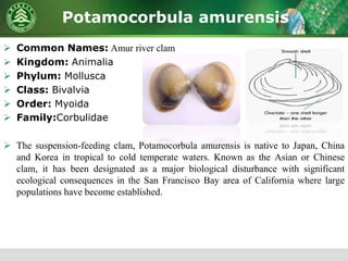Potamocorbula amurensis
 Common Names: Amur river clam
 Kingdom: Animalia
 Phylum: Mollusca
 Class: Bivalvia
 Order: Myoida
 Family:Corbulidae
 The suspension-feeding clam, Potamocorbula amurensis is native to Japan, China
and Korea in tropical to cold temperate waters. Known as the Asian or Chinese
clam, it has been designated as a major biological disturbance with significant
ecological consequences in the San Francisco Bay area of California where large
populations have become established.
 