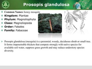 Prosopis glandulosa
 Common Names: honey mesquite
 Kingdom: Plantae
 Phylum: Magnoliophyta
 Class: Magnoliopsida
 Order: Fabales
 Family: Fabaceae
 Prosopis glandulosa (mesquite) is a perennial, woody, deciduous shrub or small tree.
It forms impenetrable thickets that compete strongly with native species for
available soil water, suppress grass growth and may reduce understory species
diversity.
 