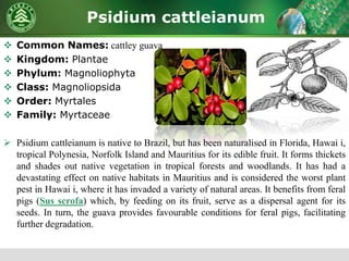 Psidium cattleianum
 Common Names: cattley guava
 Kingdom: Plantae
 Phylum: Magnoliophyta
 Class: Magnoliopsida
 Order: Myrtales
 Family: Myrtaceae
 Psidium cattleianum is native to Brazil, but has been naturalised in Florida, Hawai i,
tropical Polynesia, Norfolk Island and Mauritius for its edible fruit. It forms thickets
and shades out native vegetation in tropical forests and woodlands. It has had a
devastating effect on native habitats in Mauritius and is considered the worst plant
pest in Hawai i, where it has invaded a variety of natural areas. It benefits from feral
pigs (Sus scrofa) which, by feeding on its fruit, serve as a dispersal agent for its
seeds. In turn, the guava provides favourable conditions for feral pigs, facilitating
further degradation.
 