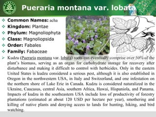 Pueraria montana var. lobata
 Common Names: acha
 Kingdom: Plantae
 Phylum: Magnoliophyta
 Class: Magnoliopsida
 Order: Fabales
 Family: Fabaceae
 Kudzu (Pueraria montana var. lobata) roots can eventually comprise over 50% of the
plant’s biomass, serving as an organ for carbohydrate storage for recovery after
disturbance and making it difficult to control with herbicides. Only in the eastern
United States is kudzu considered a serious pest, although it is also established in
Oregon in the northwestern USA, in Italy and Switzerland, and one infestation on
the northern shore of Lake Erie in Canada. Kudzu is considered naturalized in the
Ukraine, Caucasus, central Asia, southern Africa, Hawai, Hispaniola, and Panama.
Impacts of kudzu in the southeastern USA include loss of productivity of forestry
plantations (estimated at about 120 USD per hectare per year), smothering and
killing of native plants and denying access to lands for hunting, hiking, and bird
watching.
 