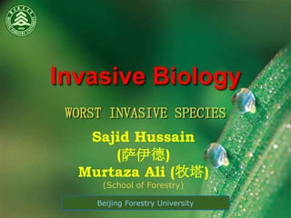 Invasive Biology
Sajid Hussain
(萨伊德)
Murtaza Ali (牧塔)
(School of Forestry)
WORST INVASIVE SPECIES
Beijing Forestry University
 