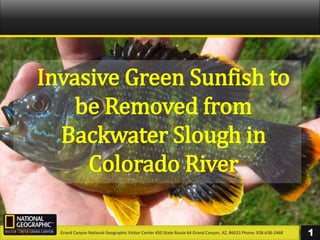 223,217,31
Invasive Green Sunfish to
be Removed from
Backwater Slough in
Colorado River
1Grand Canyon National Geographic Visitor Center 450 State Route 64 Grand Canyon, AZ, 86023 Phone: 928-638-2468
 