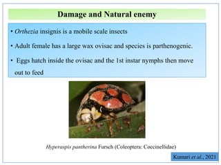 Invasive insect pest.pptx | PPTX