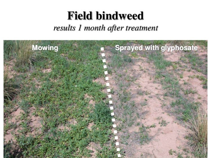 Invasive plant management milton