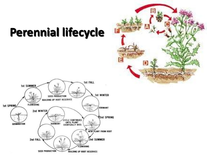 Perennial Plants That Produce Food Year After Year