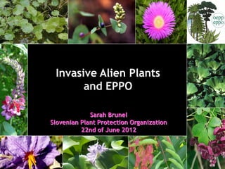Invasive Alien Plants
       and EPPO

             Sarah Brunel
Slovenian Plant Protection Organization
          22nd of June 2012
 