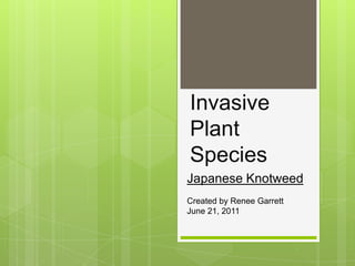 Invasive Plant Species Japanese Knotweed Created by Renee Garrett June 21, 2011 