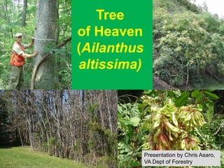 Tree
of Heaven
(Ailanthus
altissima)




             Presentation by Chris Asaro,
             VA Dept of Forestry
 