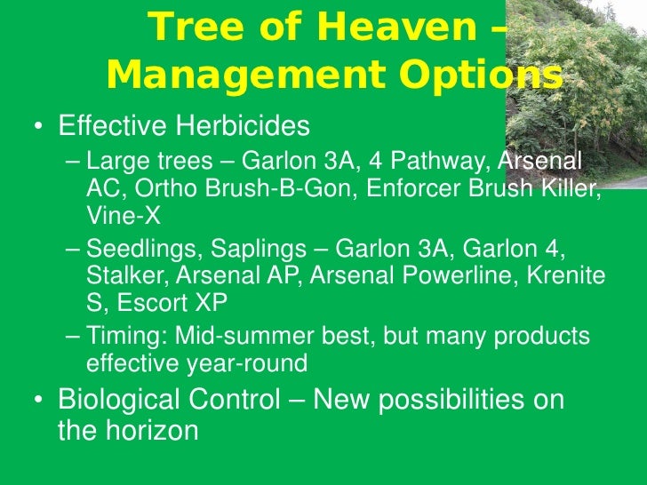 Tree of Heaven Ailanthus altissima