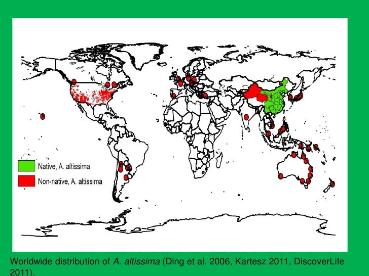 Tree of Heaven Ailanthus altissima