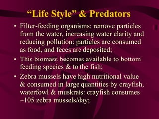 “ Life Style” & Predators Filter-feeding organisms: remove particles from the water, increasing water clarity and reducing pollution: particles are consumed as food, and feces are deposited; This biomass becomes available to bottom feeding species & to the fish; Zebra mussels have high nutritional value & consumed in large quantities by crayfish, waterfowl & muskrats: crayfish consumes ~105 zebra mussels/day; 