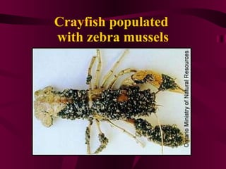 Crayfish populated  with zebra mussels 