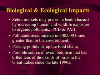 Biological & Ecological Impacts Zebra mussels may present a health hazard by increasing human and wildlife exposure to organic pollutants:  PCB & PAH;  Pollutants accumulated in 300,000 times greater than in the environment; Passing pollutants up the food chain; Possible source of avian botulism that has killed tens of thousands of birds in the Great Lakes since the late 1990s; 