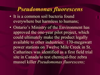 Pseudomonas fluorescens It is a common soil bacteria found everywhere but harmless to humans;  Ontario’s Ministry of the Environment has approved the one-year pilot project, which could ultimately make the product legally available to other industries:  170-megawatt power stations on Twelve Mile Creek in St. Catharines was identified as a first field trial site in Canada to test chemical-free zebra mussel killer  Pseudomonas fluorescens; 