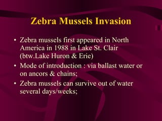Zebra Mussels Invasion Zebra mussels first appeared in North America in 1988 in Lake St. Clair (btw.Lake Huron & Erie) Mode of introduction : via ballast water or on ancors & chains; Zebra mussels can survive out of water several days/weeks; 