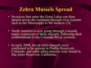 Zebra Mussels Spread Invasives that enter the Great Lakes can then spread across the continent through river systems such as the Mississippi to the western US;  North America is now going through a second major expansion of these mussels, following their establishment in the Colorado River systems; In early 2008, larval zebra mussels were confirmed to be present in Pueblo Reservoir, Colorado, and adult zebra mussels were found in San Justo Reservoir, California; 