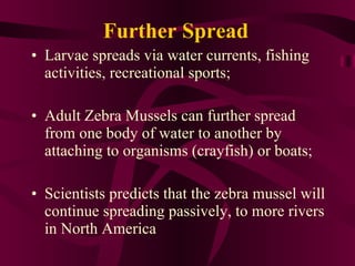 Further Spread Larvae spreads via water currents, fishing activities, recreational sports; Adult Zebra Mussels can further spread from one body of water to another by attaching to organisms (crayfish) or boats; Scientists predicts that the zebra mussel will continue spreading passively, to more rivers in North America 