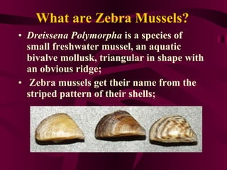 What are Zebra Mussels? Dreissena Polymorpha  is a species of small freshwater mussel, an aquatic bivalve mollusk, triangular in shape with an obvious ridge; Zebra mussels get their name from the striped pattern of their shells; 