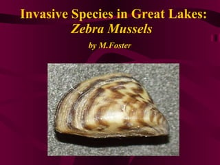   Invasive Species in Great Lakes: Zebra Mussels by M.Foster   